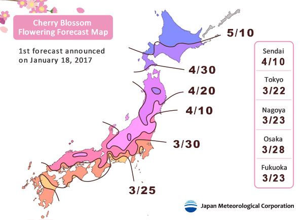 cherry blossom forecast