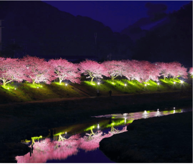 Kawazu-cherry-blossoms