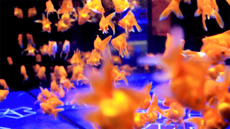 tokyo-goldfish-wonderland