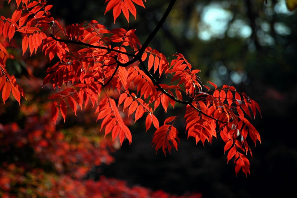 Rikugien Gardens Autumn Leaves