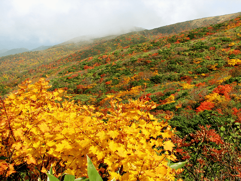 akita-fall-foliage