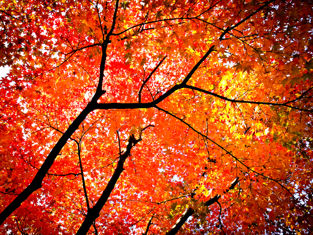 fall-foliage