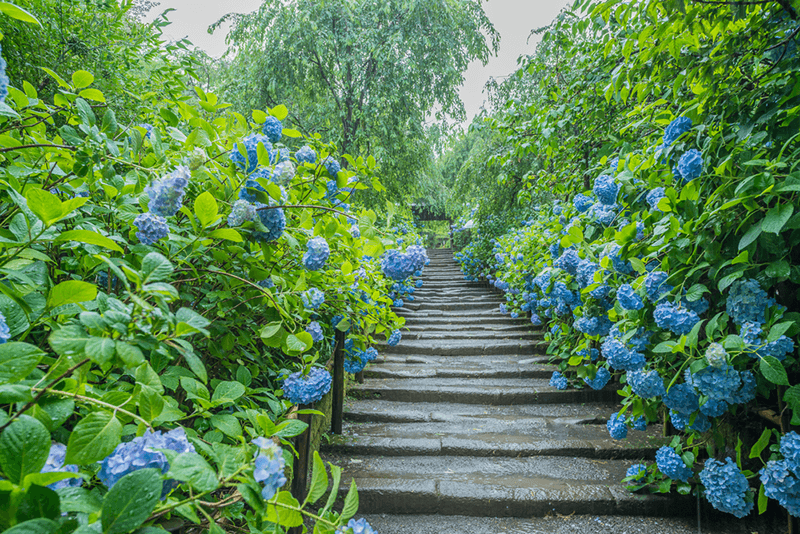 a walkway in meigetsuin temple flanked by hydrangea flowers