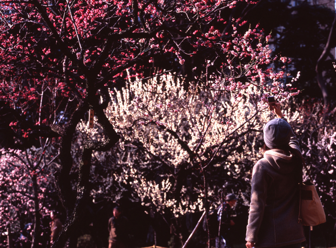 woman taking photo of plum blossom trees in the park