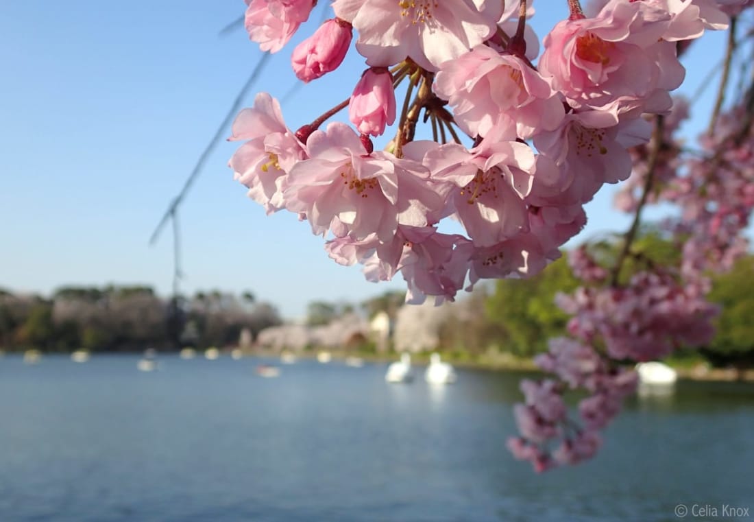 Senzoku Pond hanami cherry blossom sakura tokyo weekender