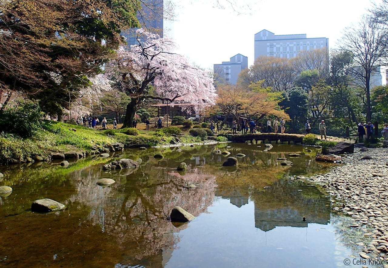 Koishikawa Korakuen hanami sakura cherry blossom tokyo weekender