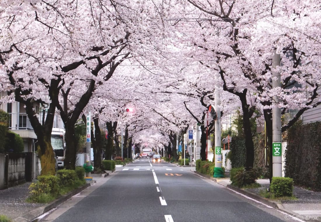 Yoga sakura cherry blossoms tokyo weekender
