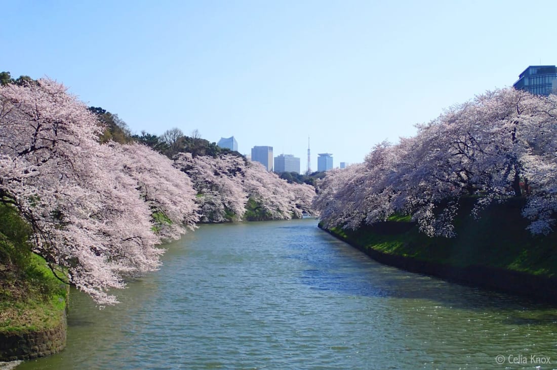 Chidorigafuchi hanami cherry blossoms tokyo weekender