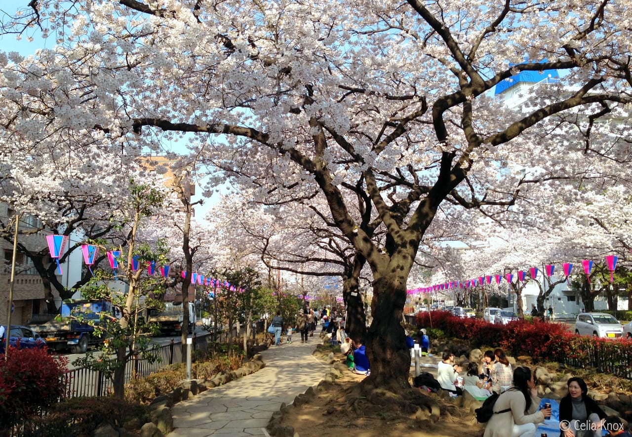 Harimazaka sakura cherry blossom tokyo weekender