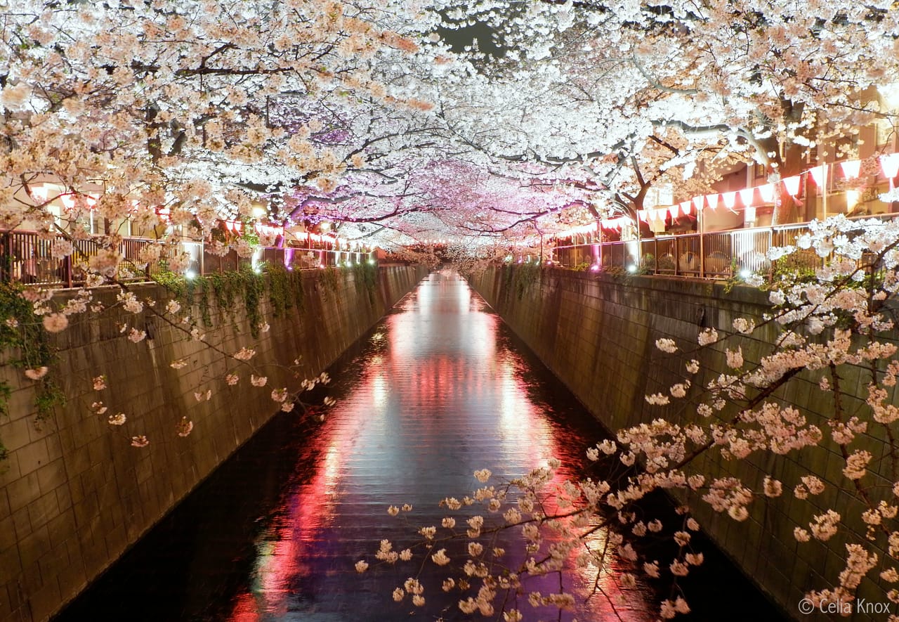 Meguro River cherry blossom sakura tokyo weekender