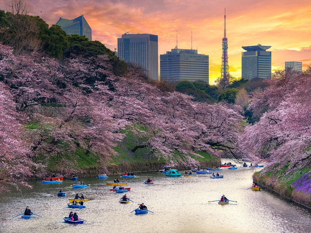 cherry-blossoms-tokyo-smaller