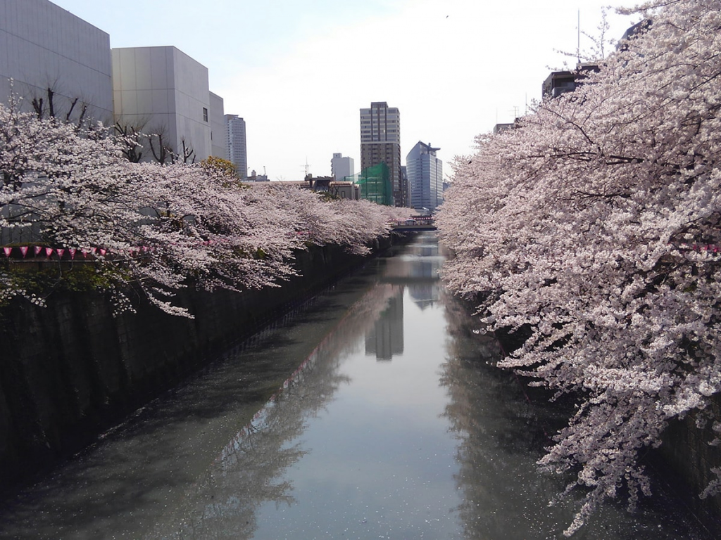 Meguro River with sakura on the sides of the river