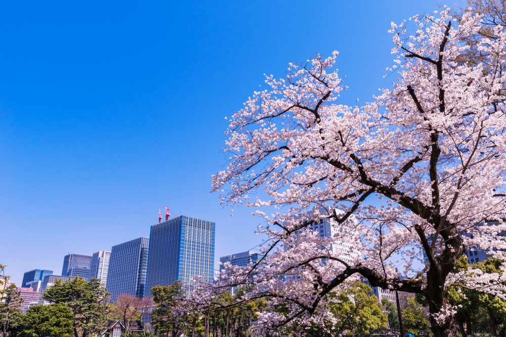 Cherry blossoms in Tokyo