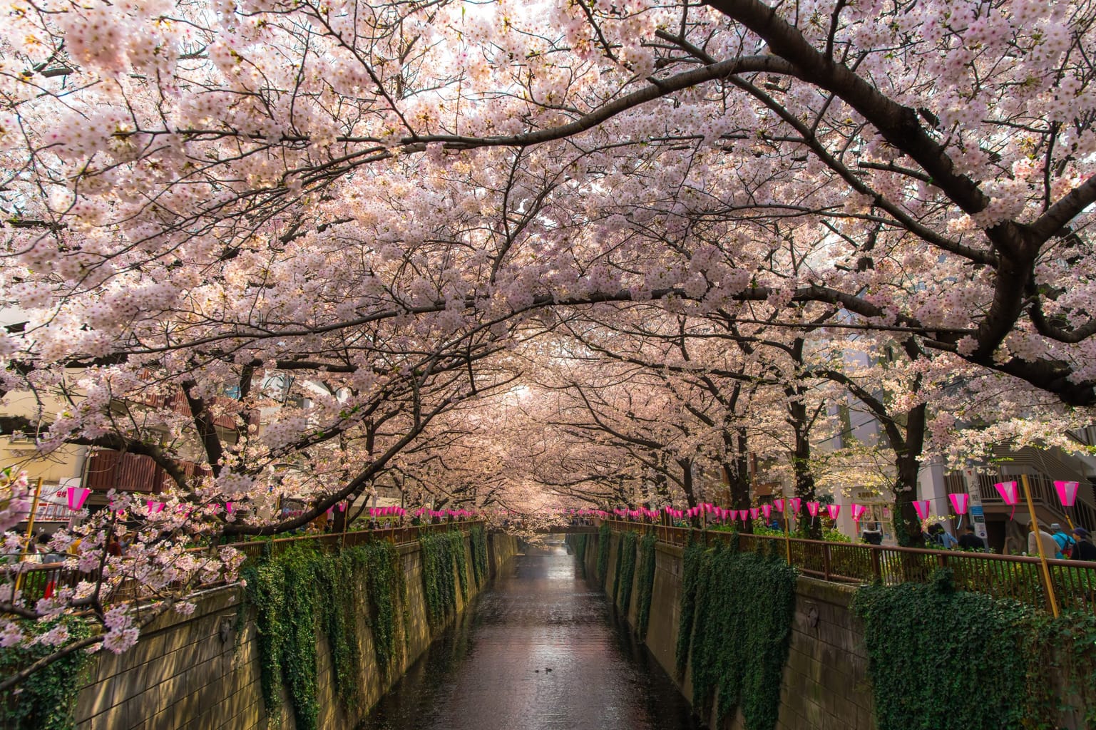 Cherry blossoms Nakameguro