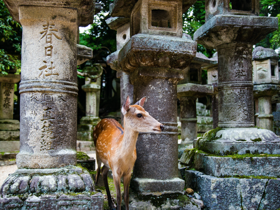 24 Hours in Nara: A Self-Guided Tour to Explore the City in One Day