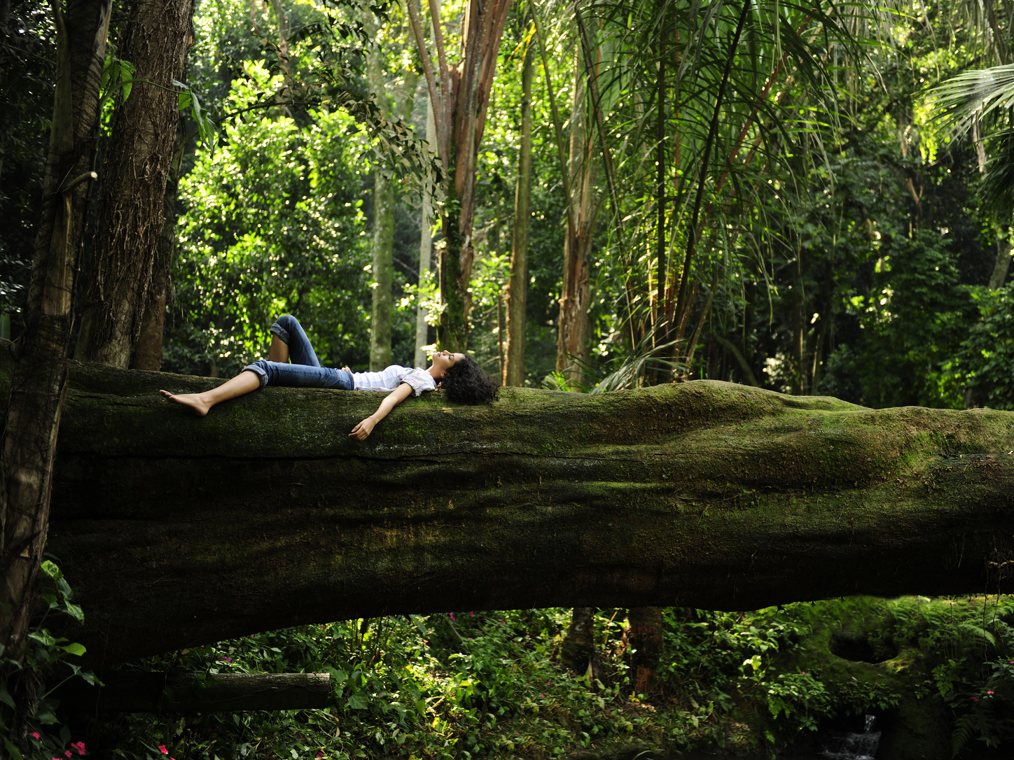 Why You Should Go Forest Bathing In Japan Forest Bathing Forest | My ...