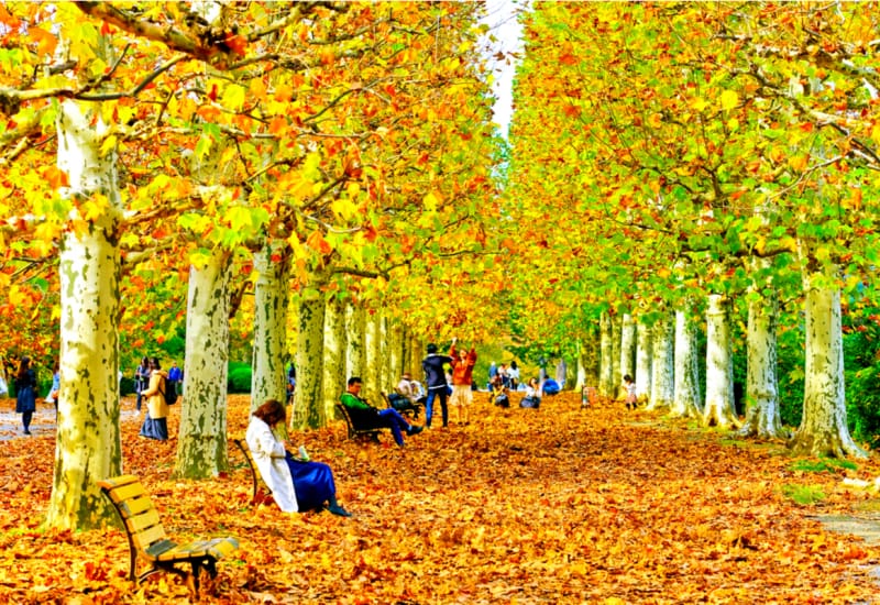 The Ultimate Guide to Autumn Foliage In and Near Tokyo