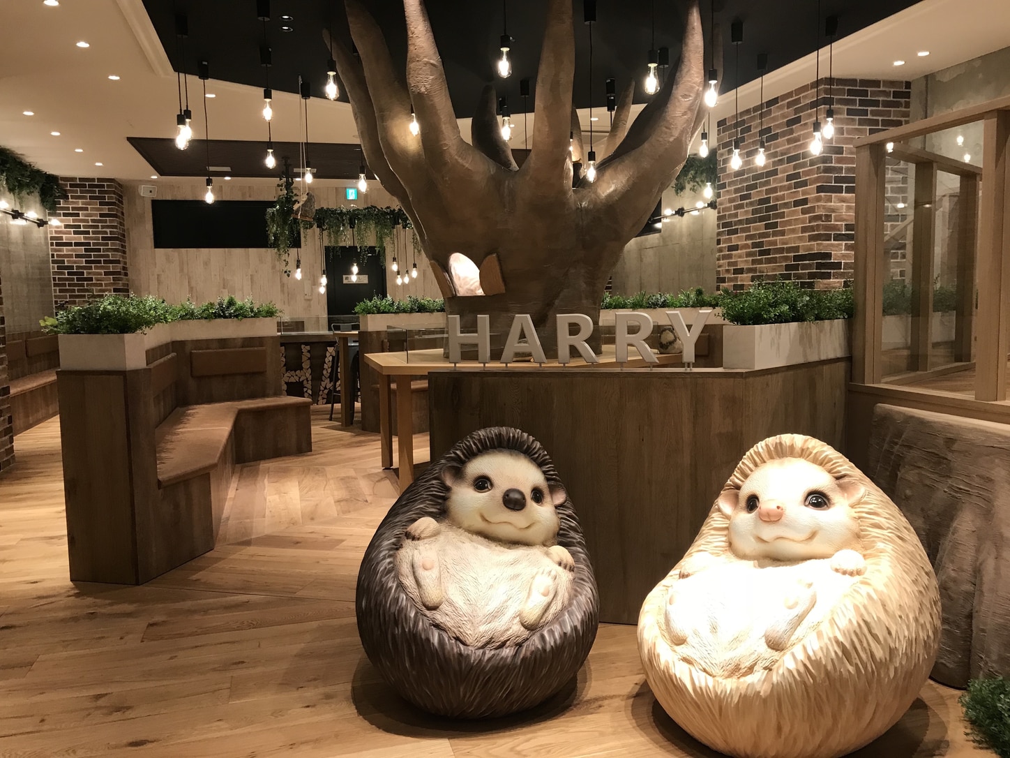 Hedgehog Cafe Harry Opens New Location in Yokohama