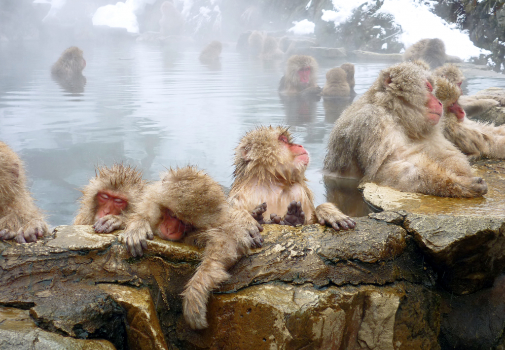 Best fall and winter weekend getaways near Tokyo 18 Wild snow monkeys soak in the natural hot springs of Nagano’s Jigokudani in winter.
