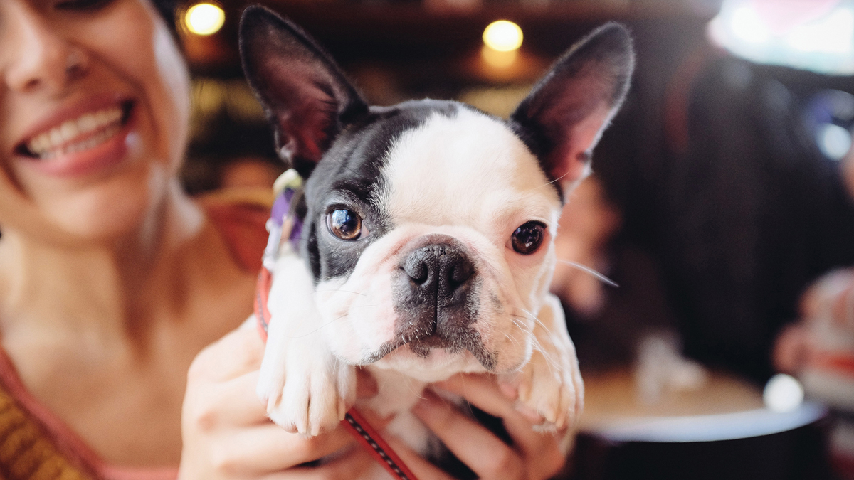 Dog-friendly Cafés: Wine and Dine Your 