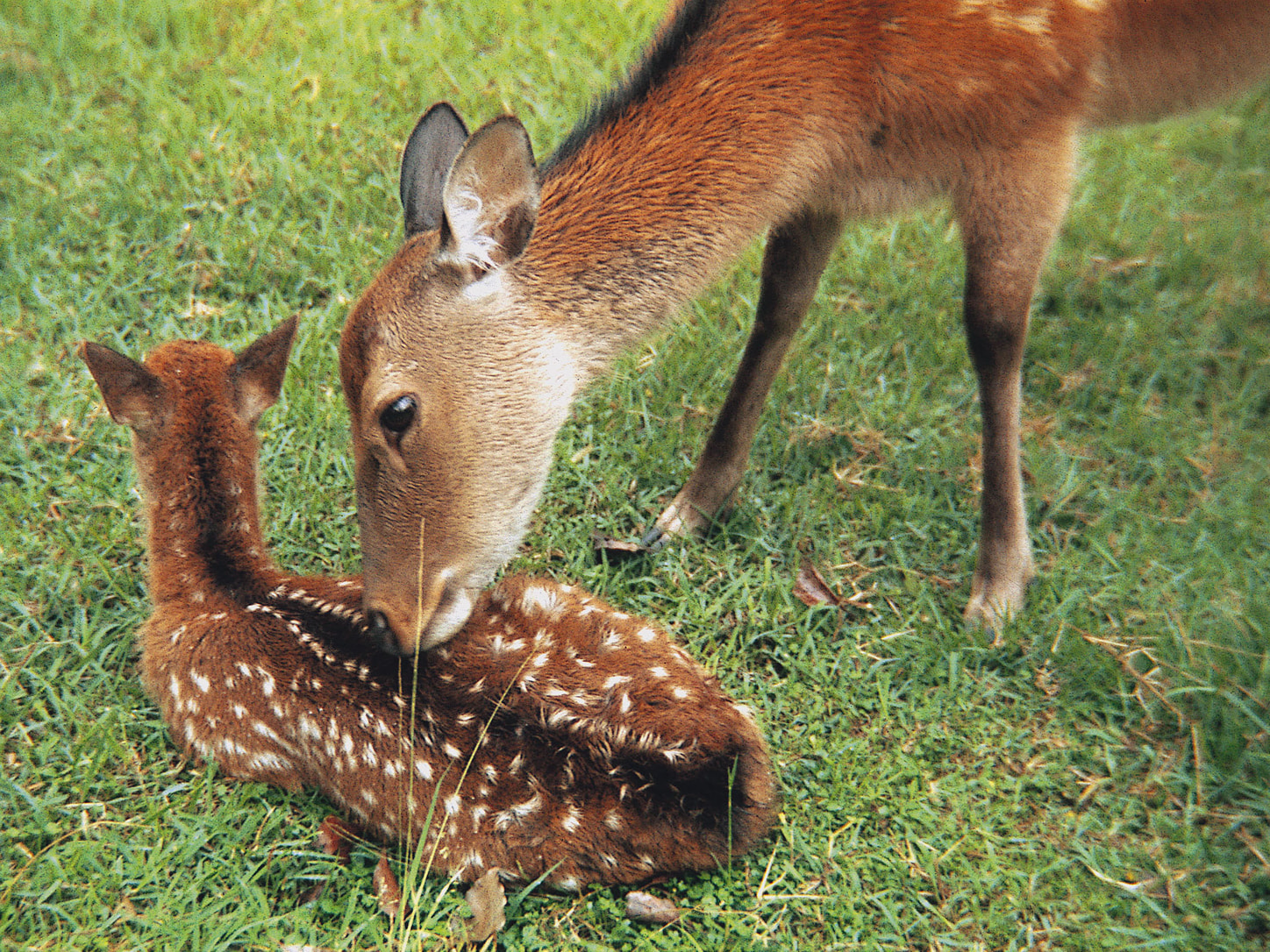 The Deer of Nara Park