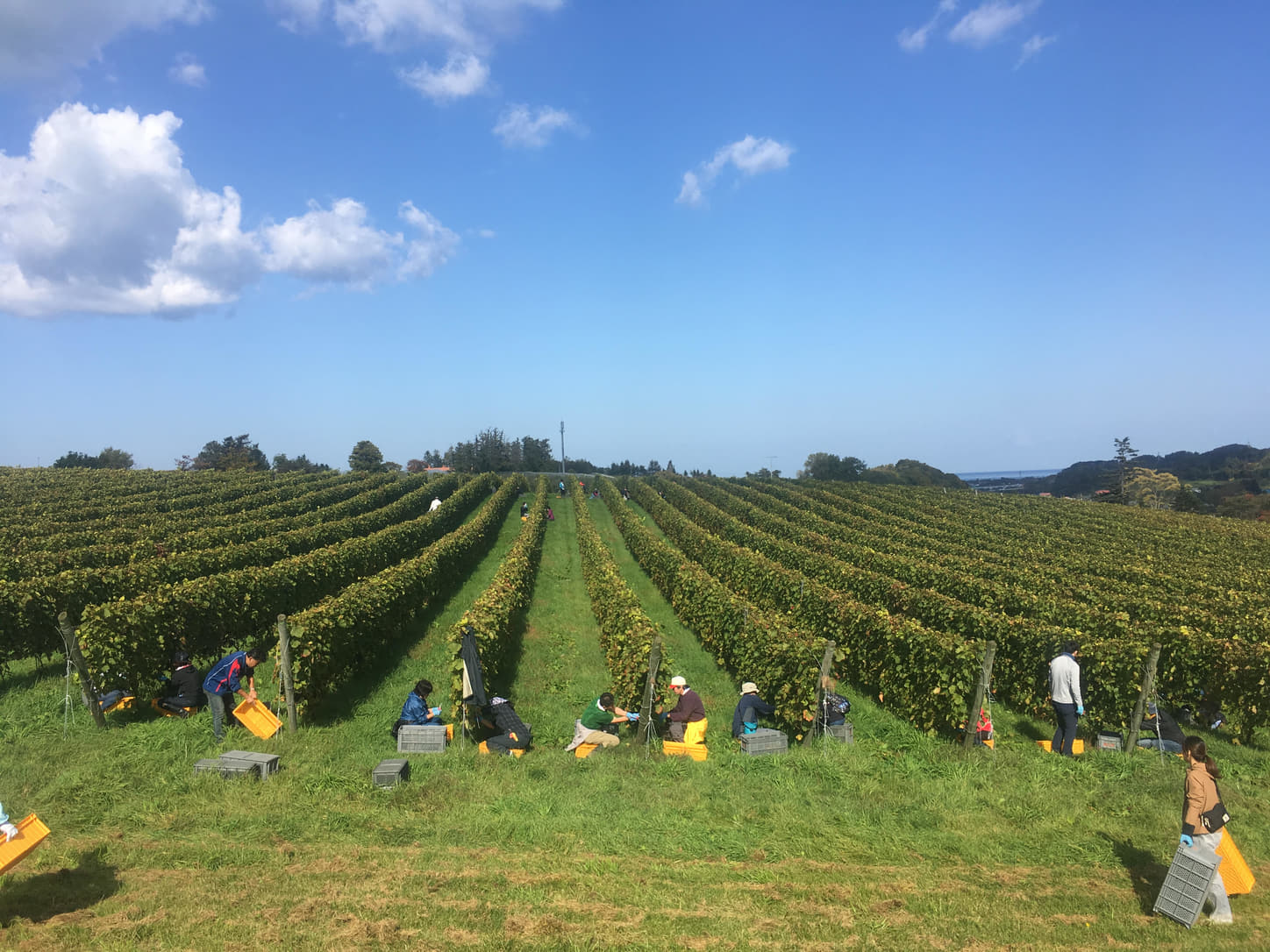 Vineyard at Domaine Takahiko in Hokkaido