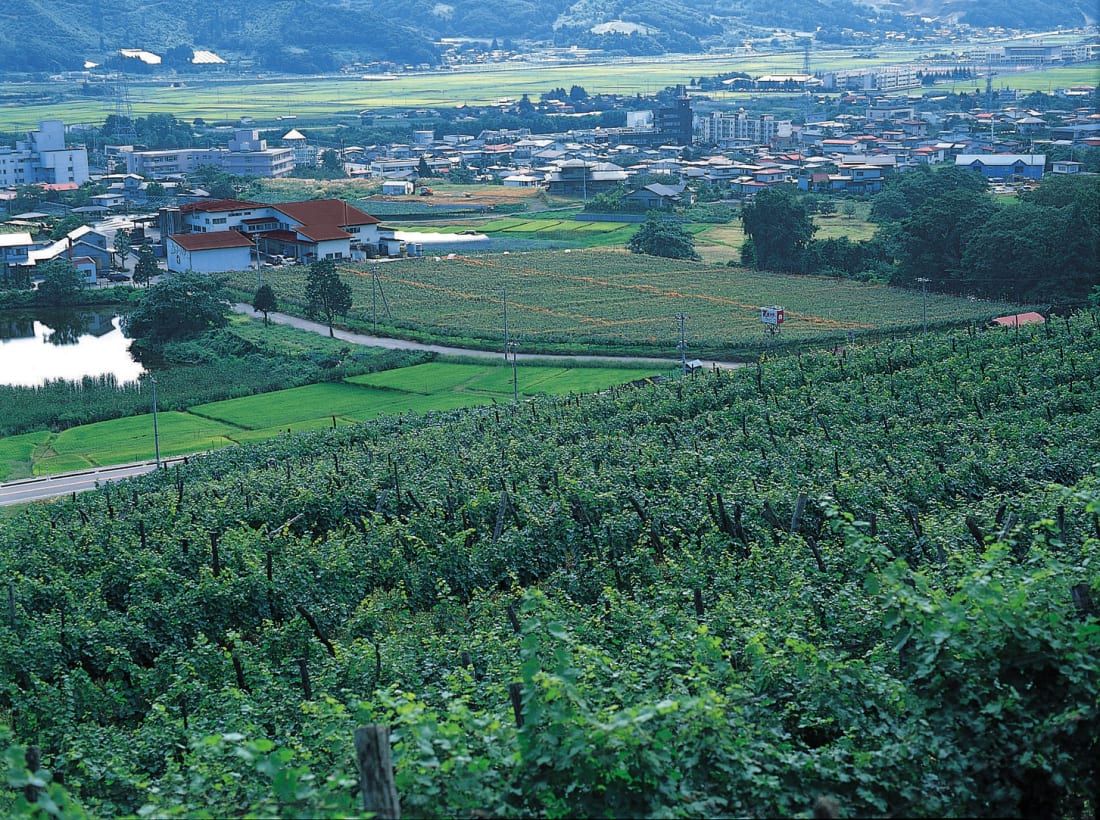 Vineyard of Takeda Winery in Yamagata Prefecture
