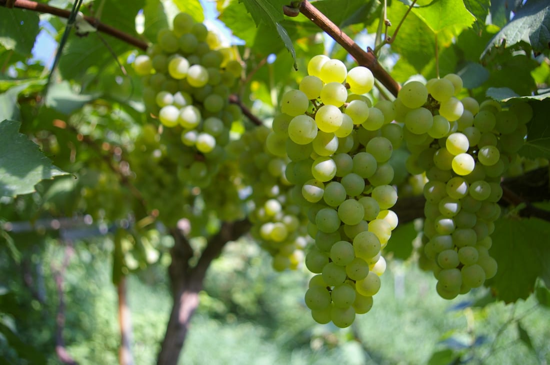 Grapes at Tsuno Winery in Kyushu Prefecture