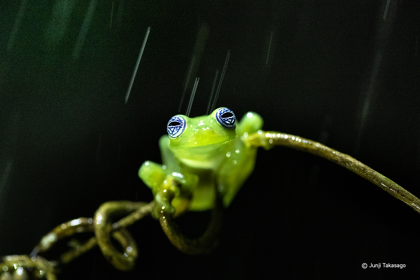 Junji Takasago Planet of Water frog