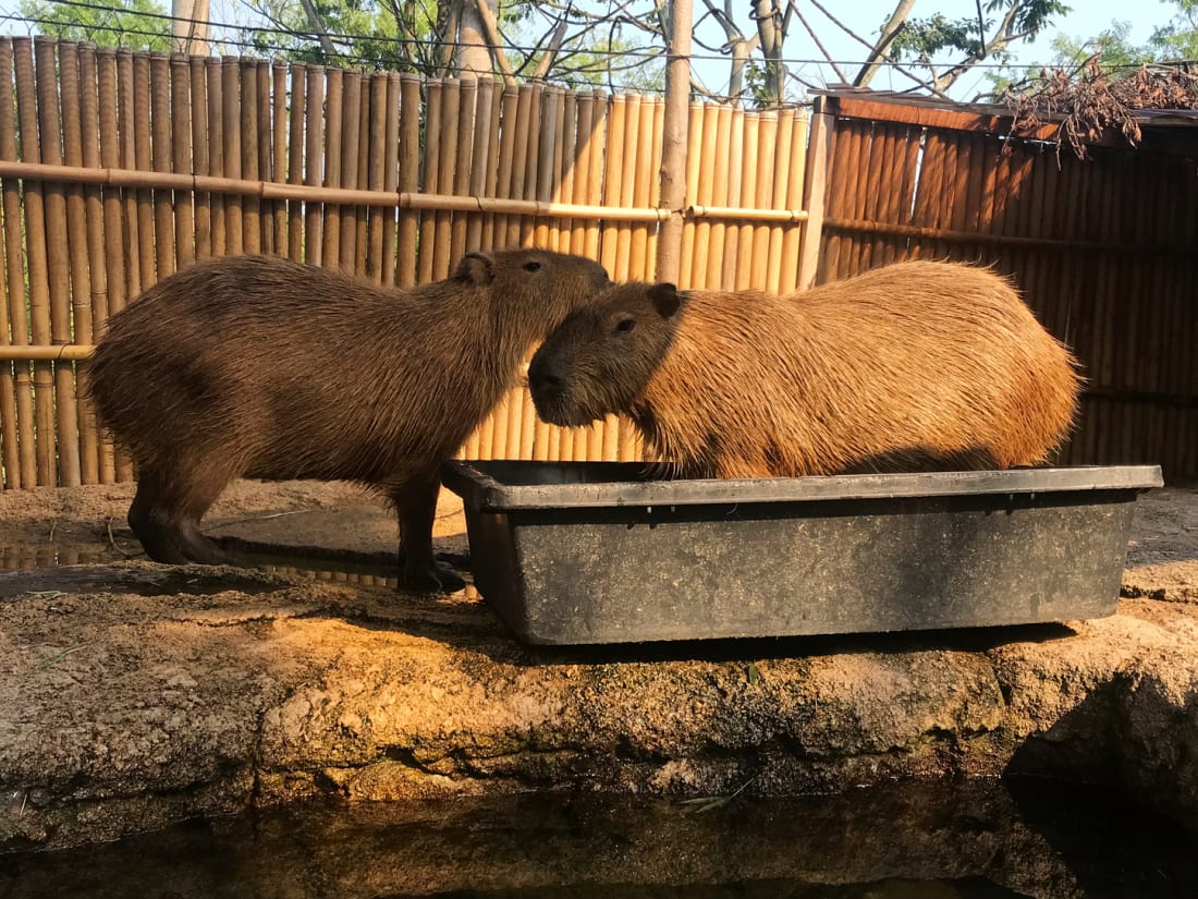 Capybara at Tokiwa Park in Yamaguchi Prefecture