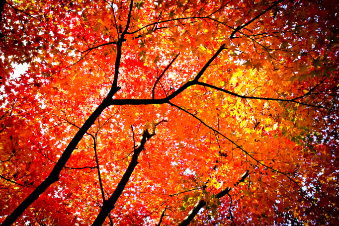 autumn foliage in Japan