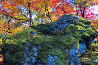 Fall foliage at Hogonin