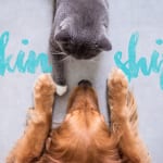 A dog and cat