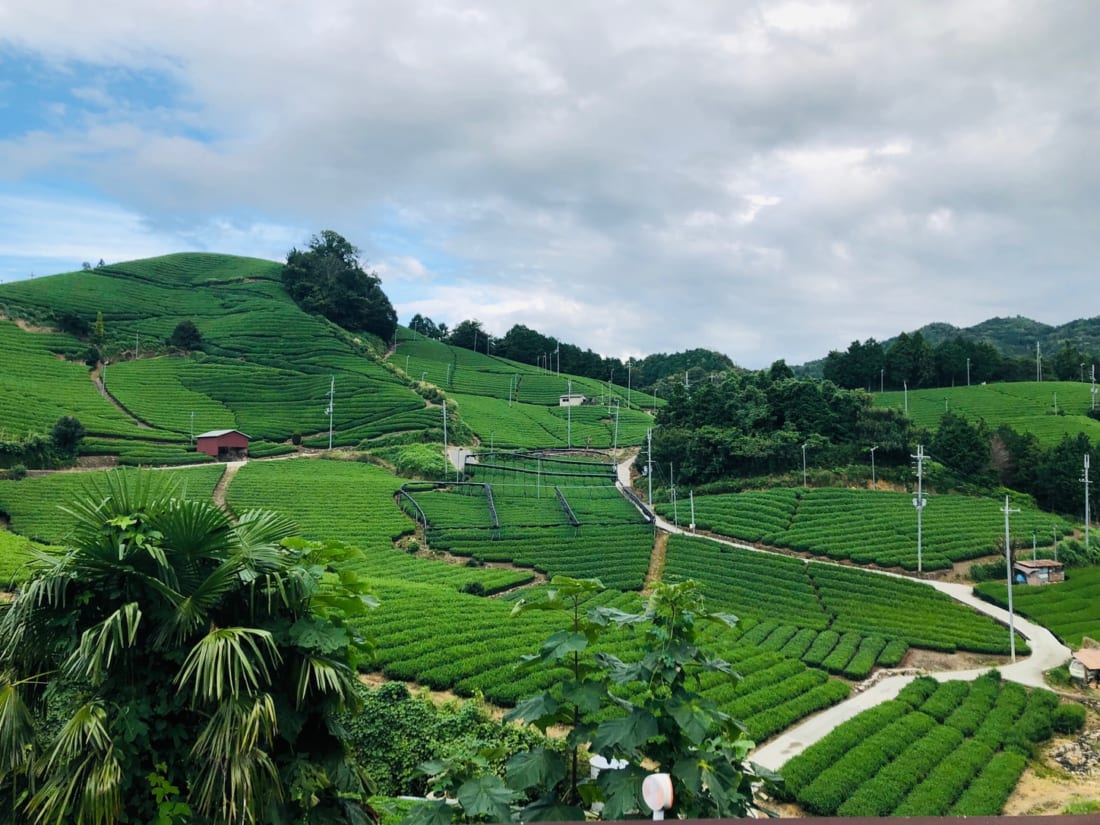 Wazuka green tea field