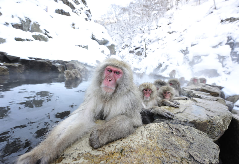 Why You Should Visit Nagano This Winter: Skiing, Temple Stays and Snow Monkeys