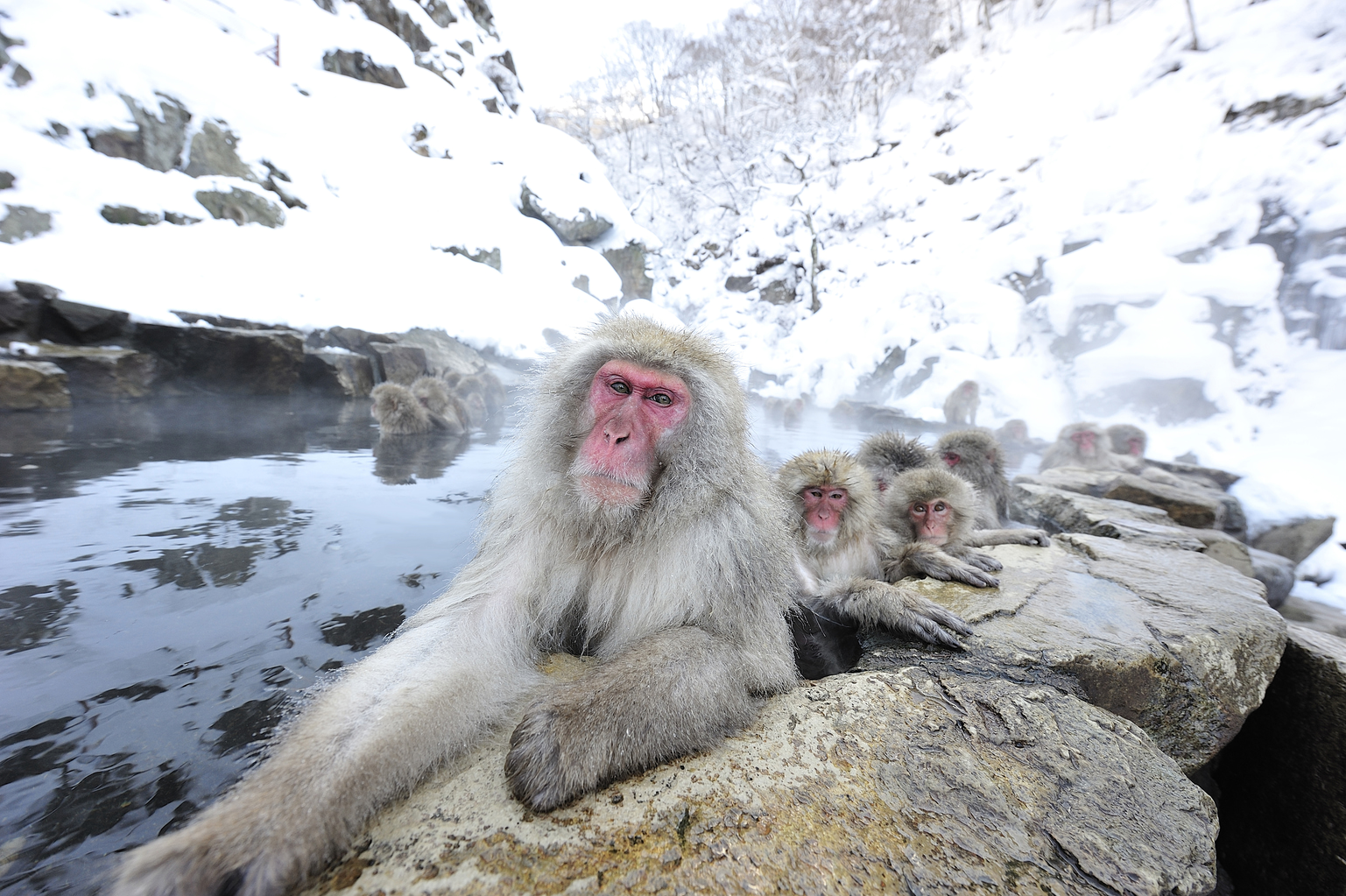 Why You Should Visit Nagano This Winter: Skiing, Temple Stays and Snow Monkeys