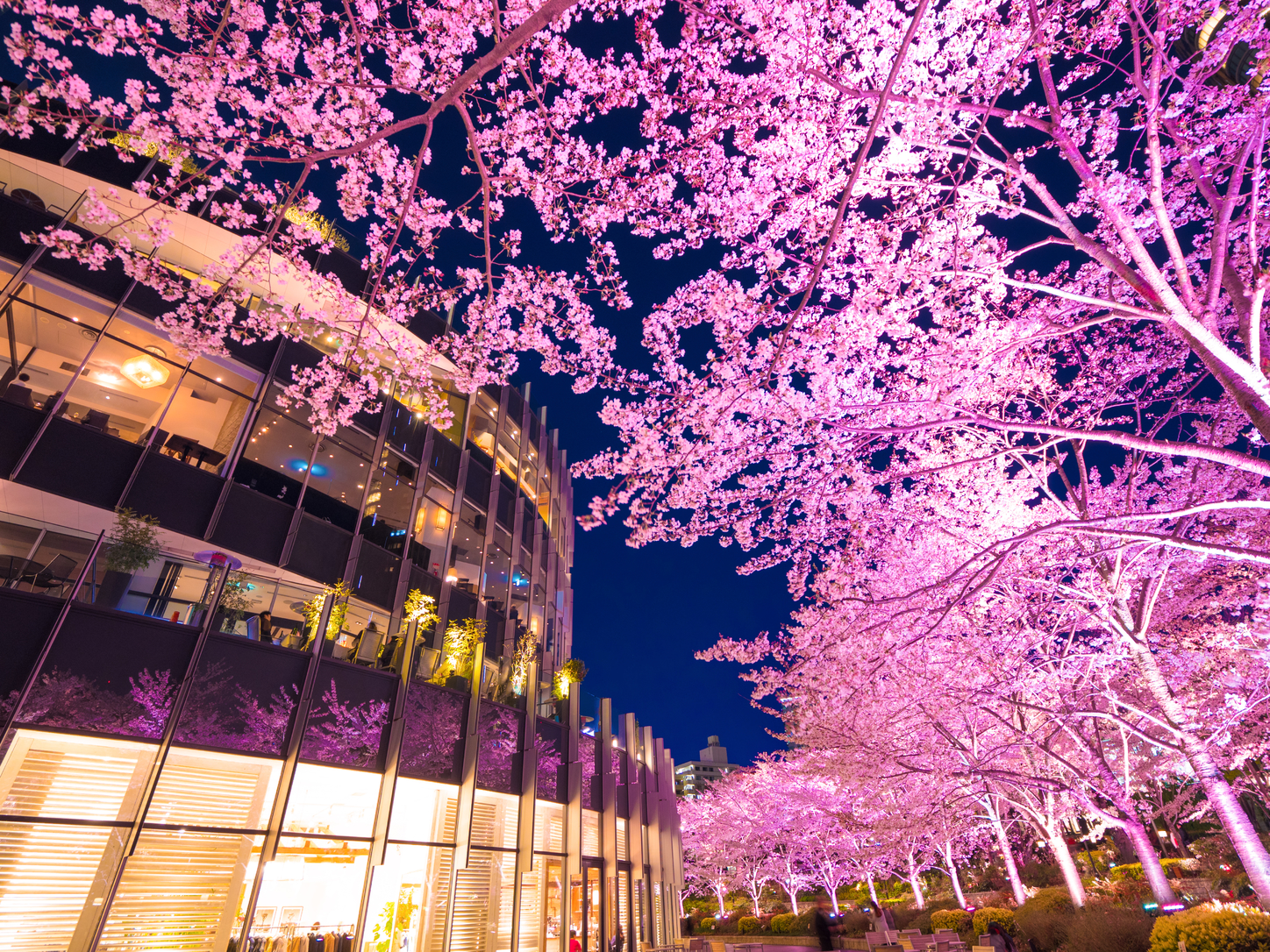 20 Things To Do This Weekend in Tokyo March 2022 Tokyo Weekender