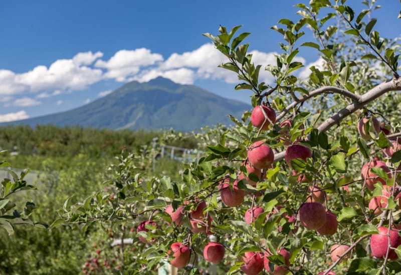 What’s So Special About Aomori Apples?