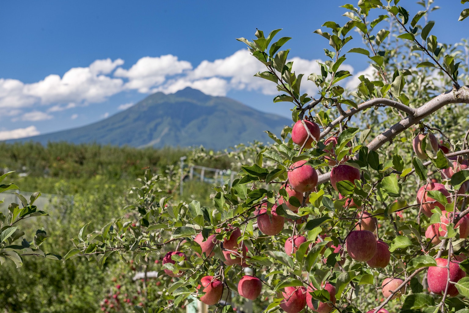 apple visit japan web