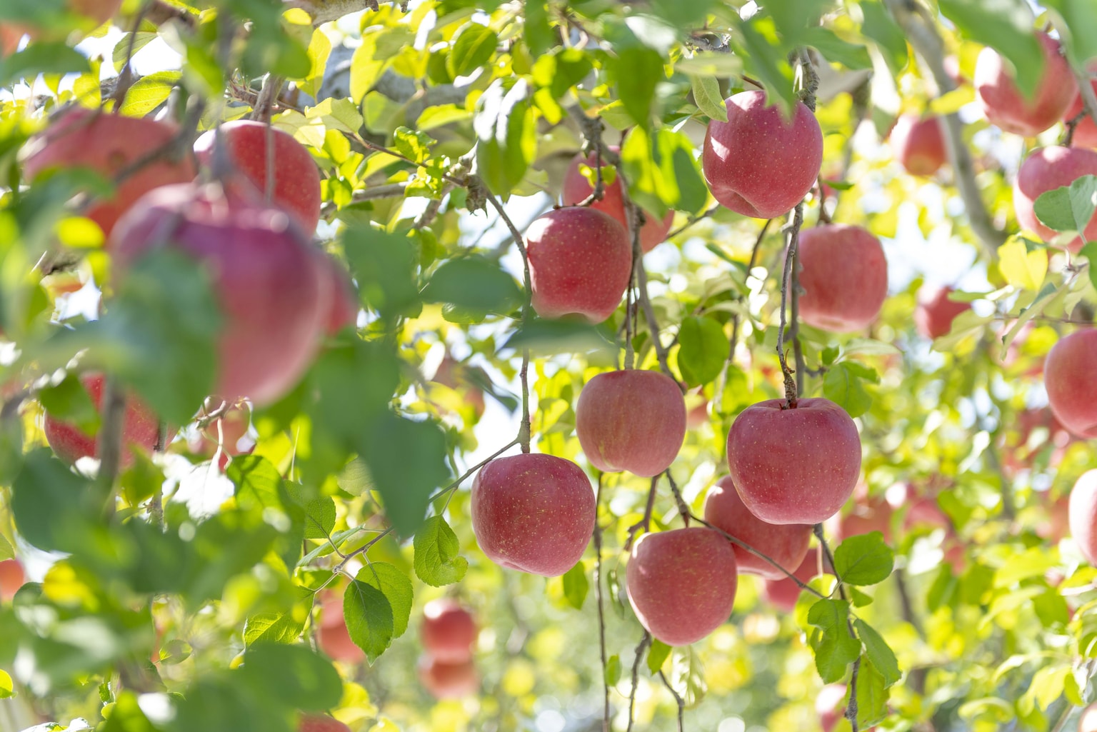 What's So Special About Aomori Apples? Tokyo Weekender