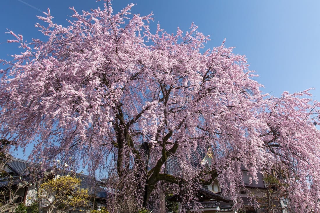 Travel Japan: See Cherry Trees with Samurai Origins at Nagano's Ina