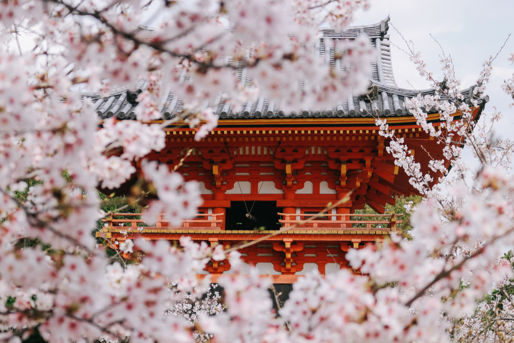 Travel Japan: Where to See Cherry Blossoms in Kyoto