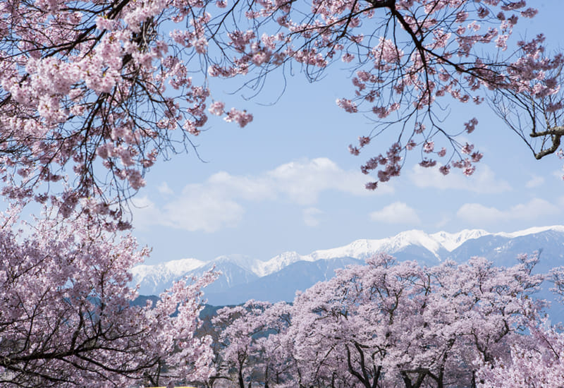 Travel Japan: See Cherry Trees with Samurai Origins at Nagano’s Ina Valley