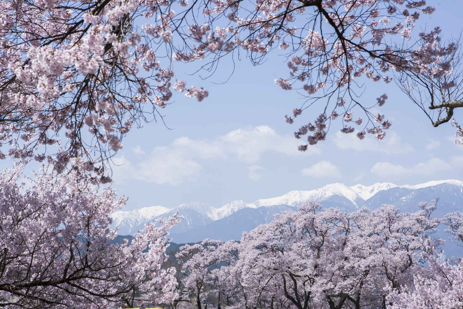 Travel Japan See Cherry Trees with Samurai Origins at Nagano's Ina