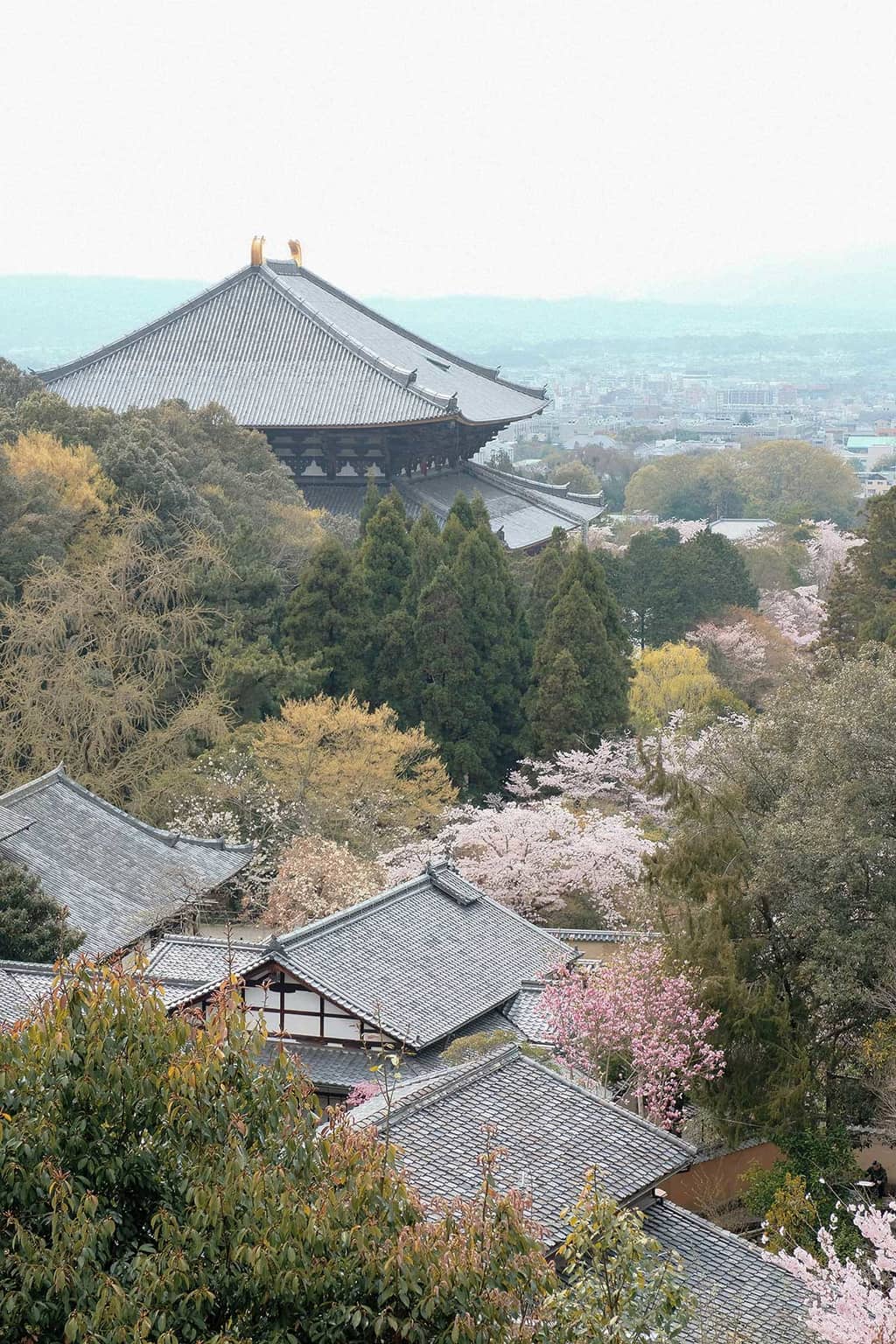 Nara temples cherry blossoms