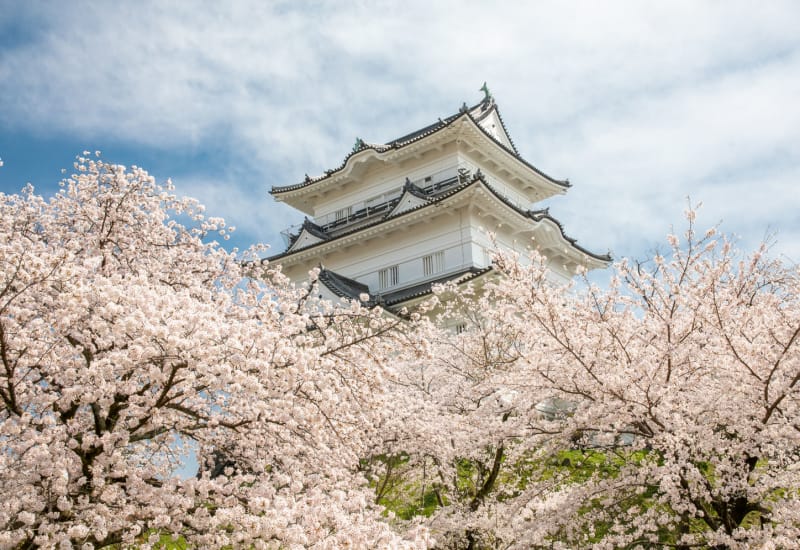 Odawara Guide: Top Seasonal Events and Things to Do for a Quick Getaway