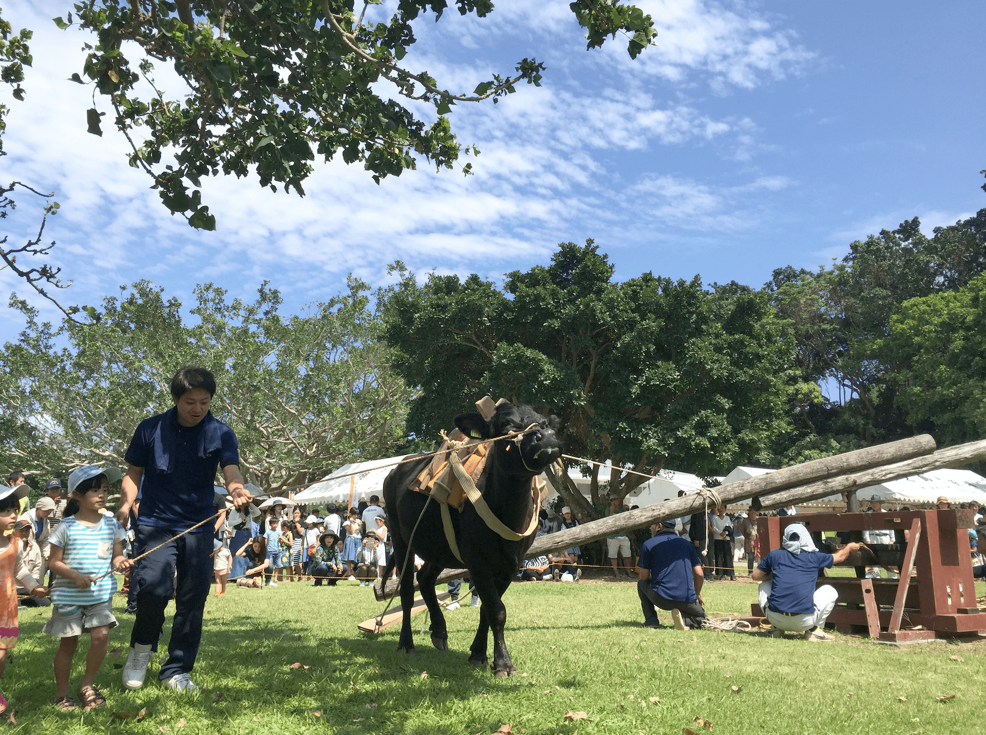 Amami Tokunoshima bullfight