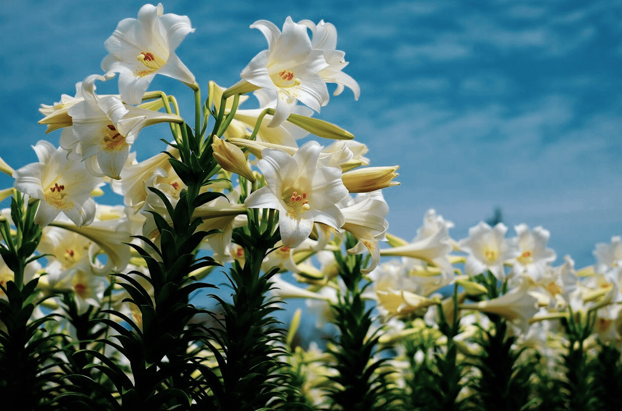 Amami Okinoerabu Erabu lily
