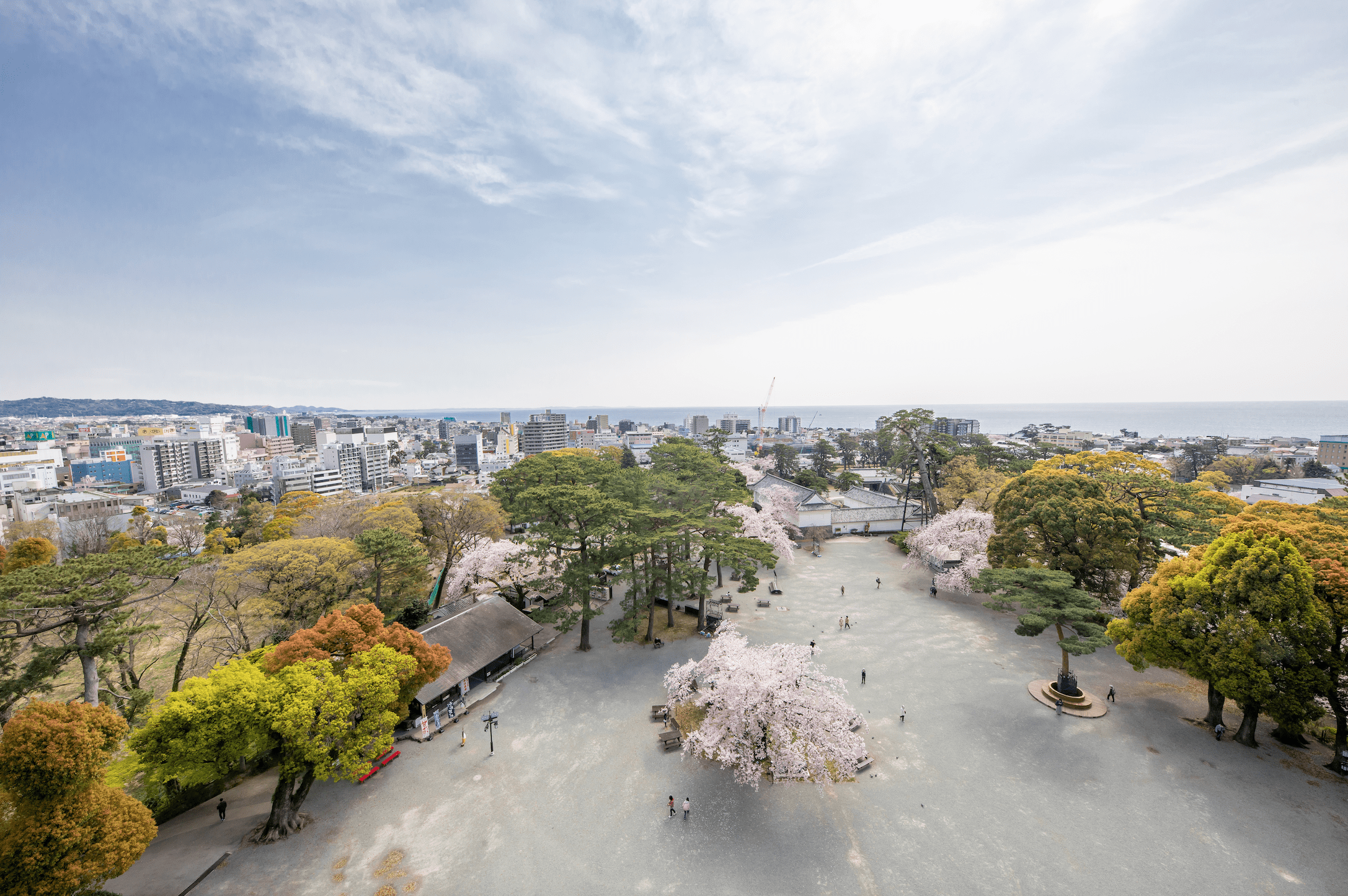 Odawara sakura cherry blossoms