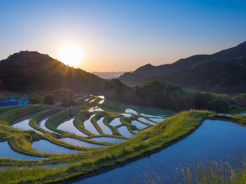 Chiba rice field